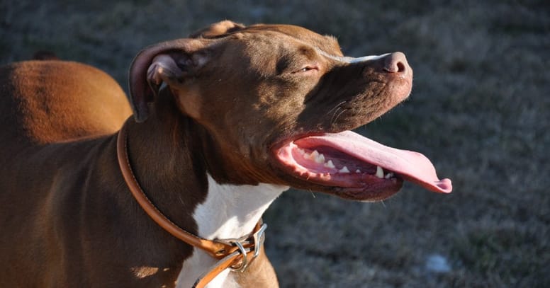¿Cuántos años vive un perro pitbull?